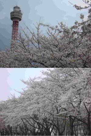 写真上；残念ながら閉鎖してしまったマリンタワーと桜、写真下：つくばの桜
